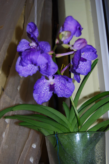 DSC_0459 - vanda 2011