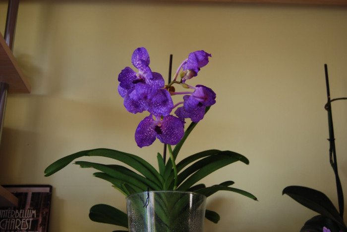 DSC_0460 - vanda 2011