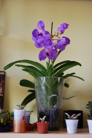 DSC_0461 - vanda 2011