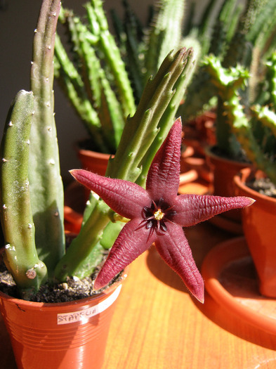 Stapelia Baylissi (5) - Asclepiadaceae