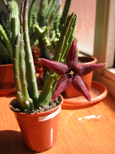 Stapelia Baylissi