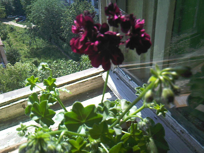 muscata curgatoare grena