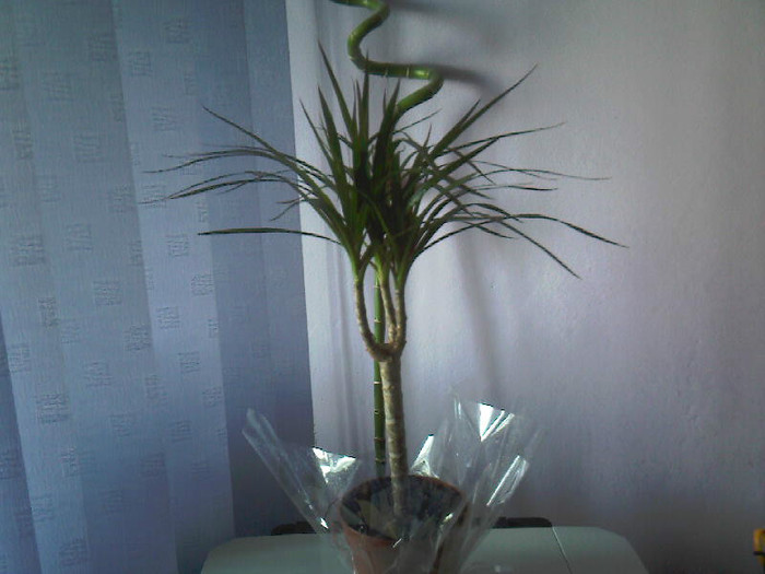 dracaena marginata