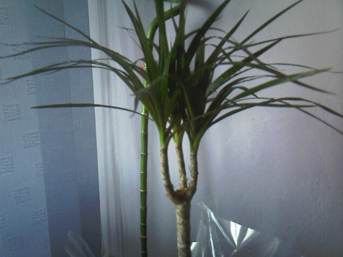 dracaena marginata