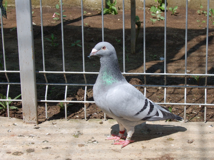 albastra - porumbei 2011