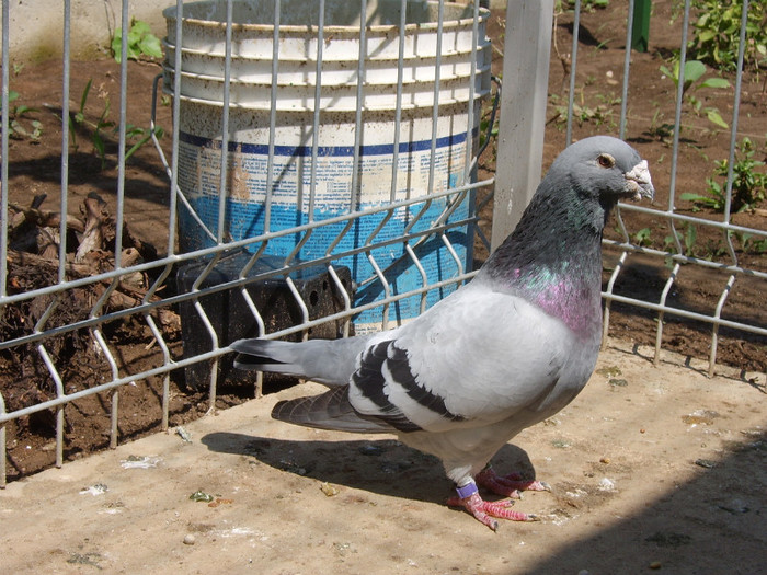 Albastru 2007 - porumbei 2011