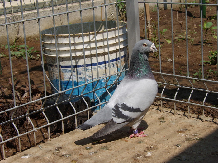 Albastru 07 - porumbei 2011