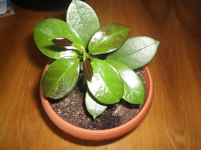 australis 1 - Hoya australis