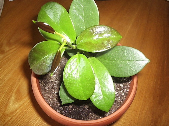 australis 1 -21.05.2011 - Hoya australis