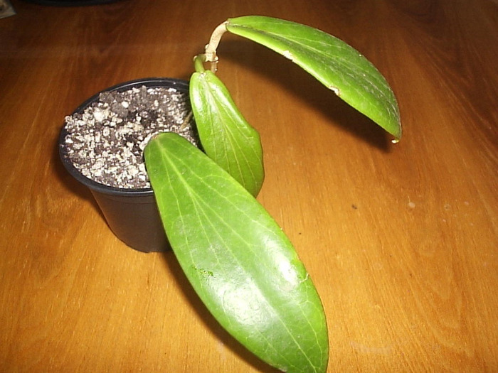 21.05.2011 - Hoya benguetensis