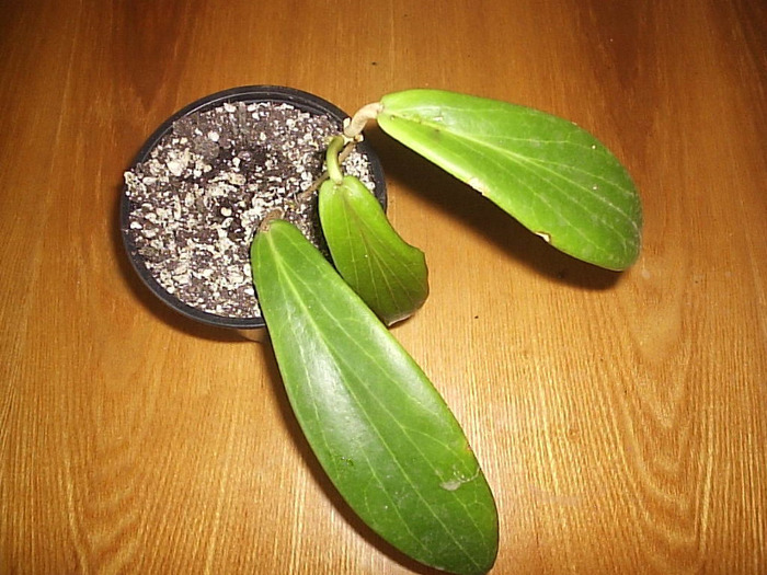 21.05.2011 - Hoya benguetensis