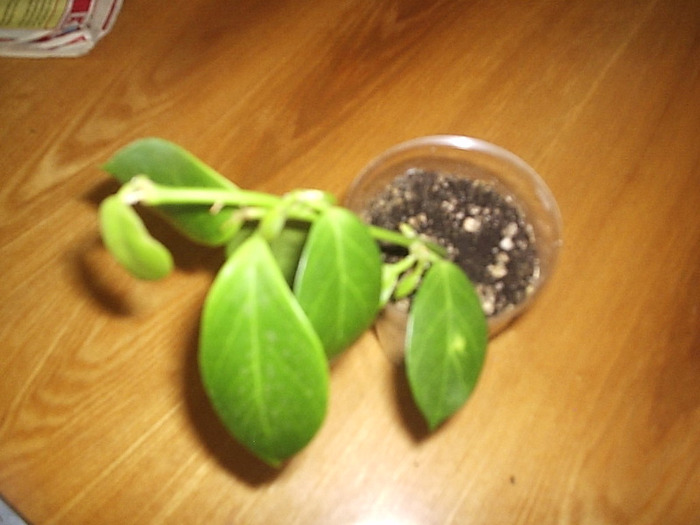 21.05.2011 - Hoya obscura longipedunculata