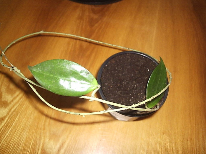 21.05.2011 - Hoya Samoensis