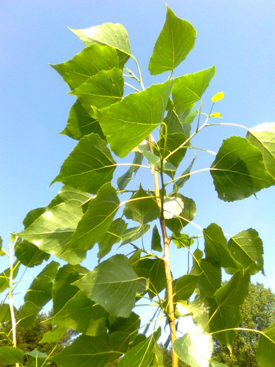 Frunze de pluta - Recunoasrerea arborilor dupa frunze - popescutraian