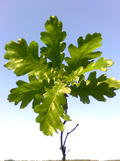 Frunze de stejar - Recunoasrerea arborilor dupa frunze