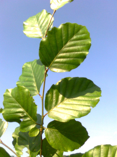 Frunze de carpen - Recunoasrerea arborilor dupa frunze