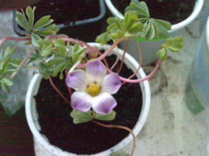 oxalis adenophilla - oxalis