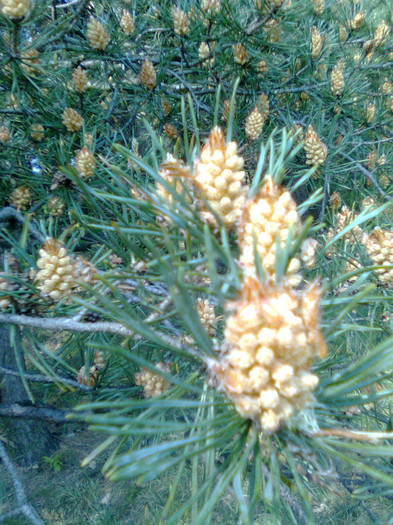 Florile pinului - Arbori si plante melifere