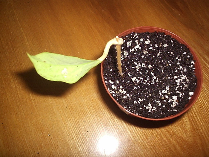 21.05.2011 - Hoya crassicaulis