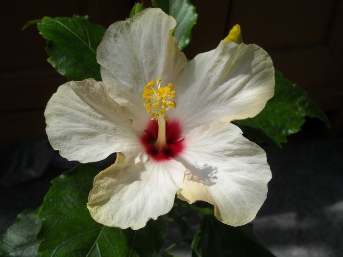 DSCN8238 - Hibiscus