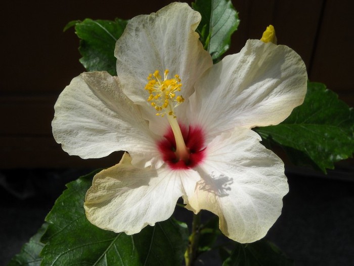 DSCN8234 - Hibiscus