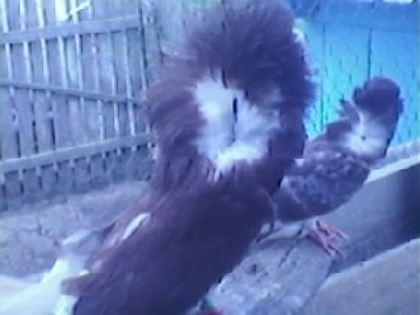 Mascul - porumbei iacobini 2011