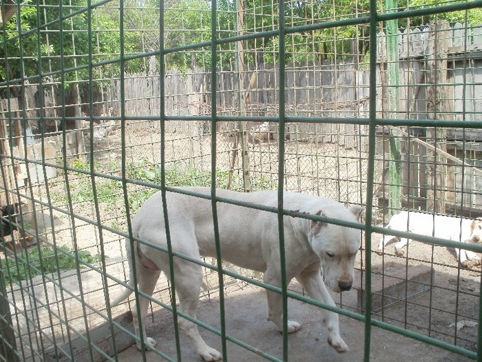 P5150130 - 1  DOG ARGENTINIAN