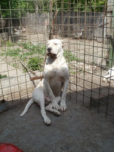 P5150138 - 1  DOG ARGENTINIAN