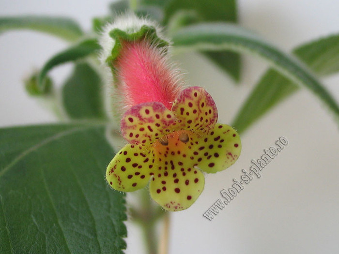 Kohleria Yf\'s Surprise 1