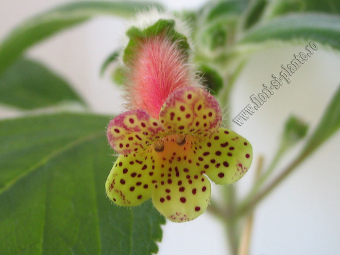 Kohleria Yf\'s Surprise 2