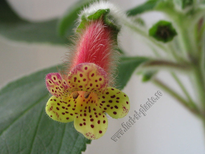Kohleria Yf\'s Surprise 3