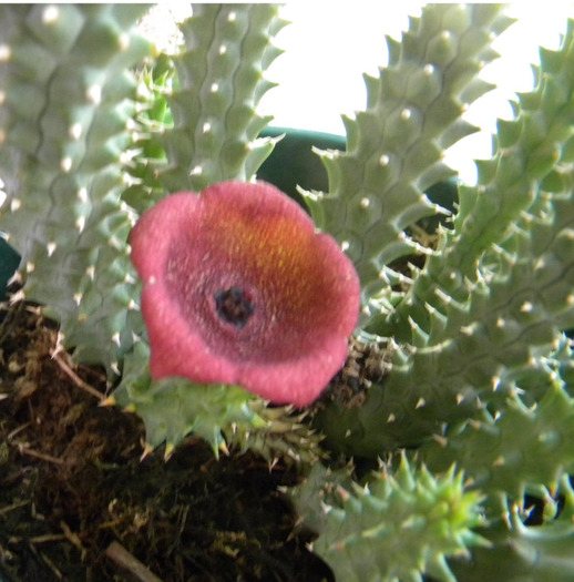 Luckhoffia beukmanii - Asclepiadaceae dorite