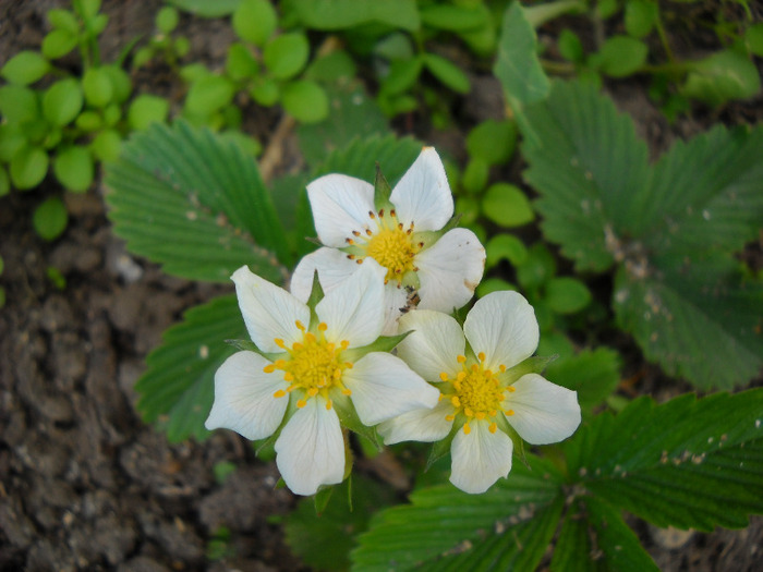 Flori de fragute - Gradina 2011