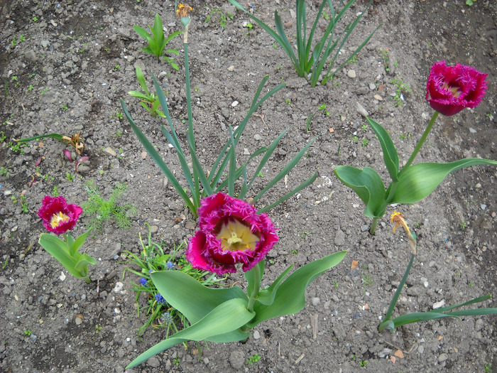 - Gradina 2011