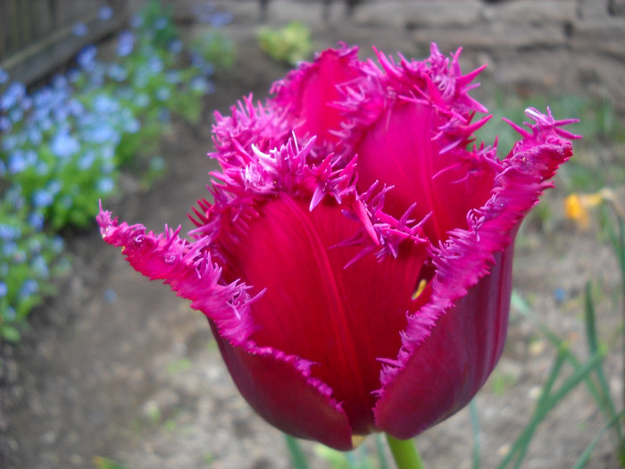  - Gradina 2011