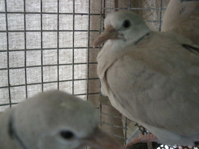 pui 2011