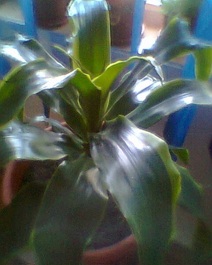 dracena