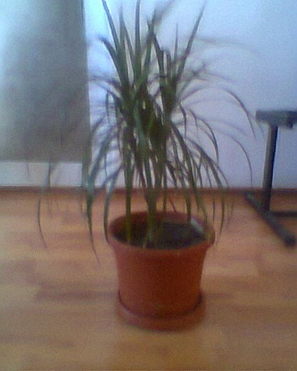 dracena