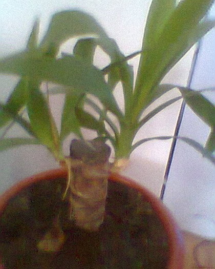 yuca