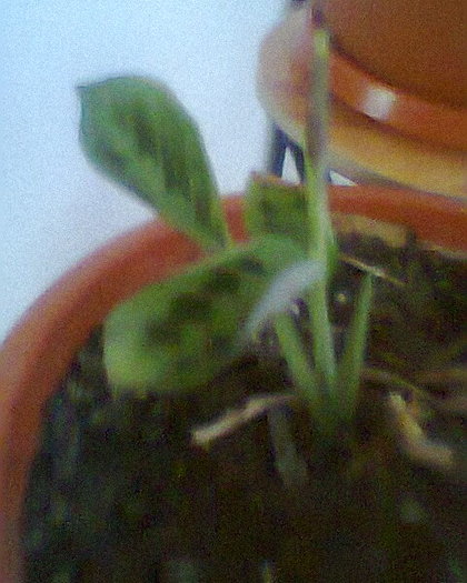 maranta