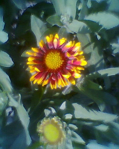 mireasa soarelui..