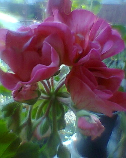 muscata