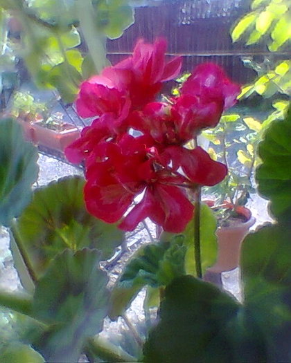 muscata