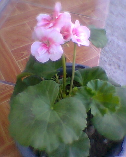 Fotogr.0010