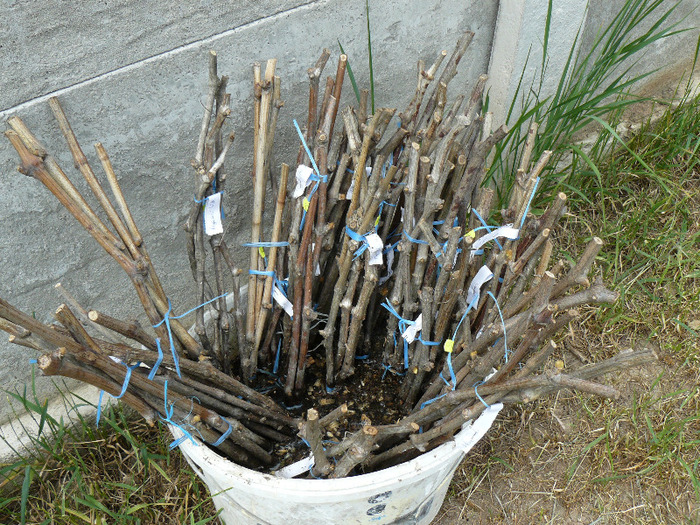 P1010275; butasi de vita de vie de la maryanne
