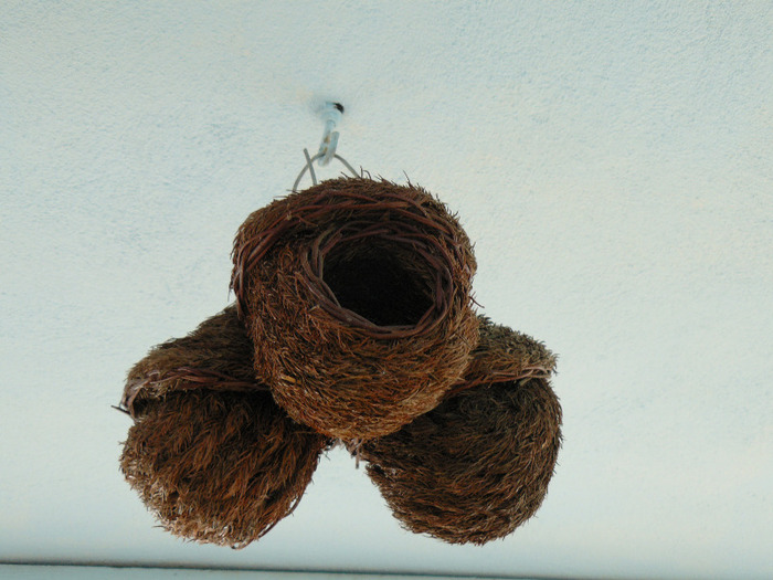 P1010352; cuiburi de randunici
