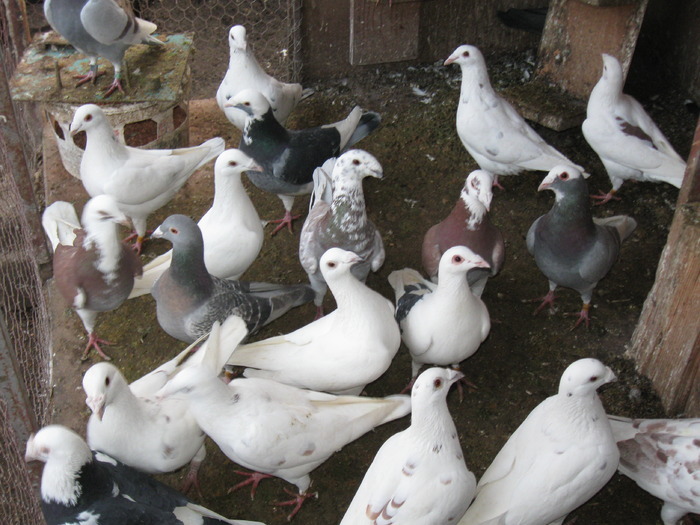 germani si voiajorii