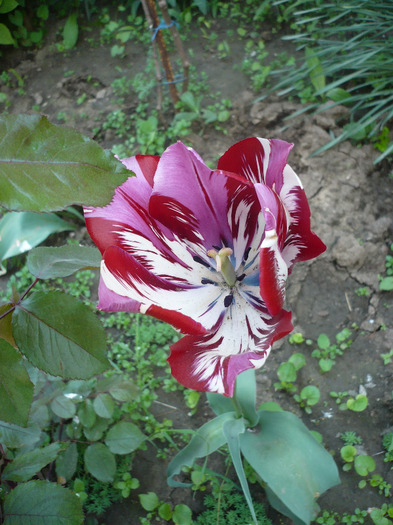 P1070057