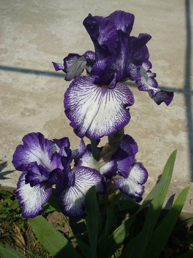 P1070060