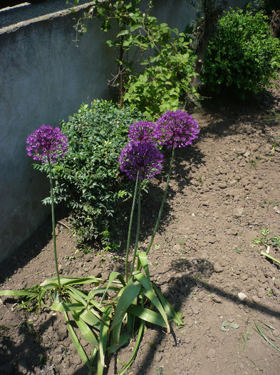 P1070065
